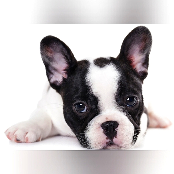 Christmas Tree Ornament Adorable French Bulldog Pup Figurine Red & White Scarf - Picture 7 of 16